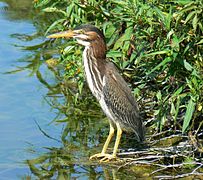 Subadult retaining some juvenile plumage