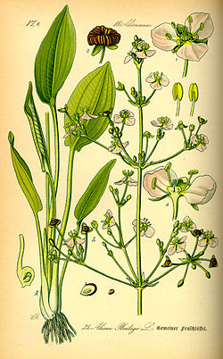 Ratamosarpio (Alisma plantago-aquatica)