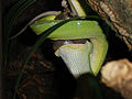 Grüner Baumpython (Morelia viridis) verschlingt Maus