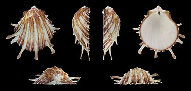 Spondylus foliaceus, right valve