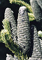 Sapin baumier (Abies balsamea).