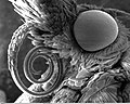 Scanning electron microscope image of a pyralidae moth. side view of head.