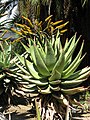 Aloe marlothii