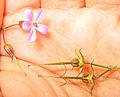 Flor e semente de Geranium robertianum