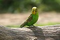 Budgerigar