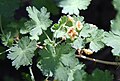 Mountain gooseberry, flowers & leaves