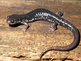 Plethodon cinereus