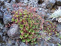 Saxifraga pickeringii