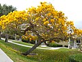 Caraiba "Tabebuia aurea"