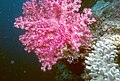 Soft corals growing on vertical wall.