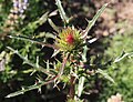 Anderson's thistle (Cirsium andersonii) bud close