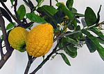 Miniatura para Citrus medica