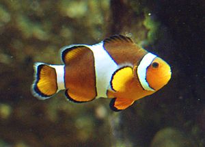 Amphiprion ocellaris