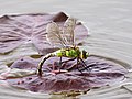 Anax imperator