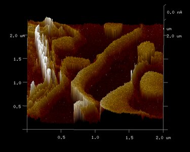 Conductive atomic force microscopy image of human substantia nigra pars compacta (SNc) tissue