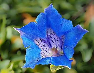 Gentiana acaulis, by Petar Milošević