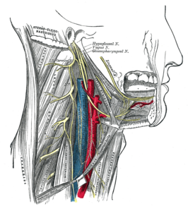 N. hypoglossus, plexus cervicalis, en hun vertakkingen.