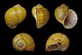 Pomacea canaliculata (Golden Apple Snail), Shell