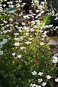 Saxifraga camposii