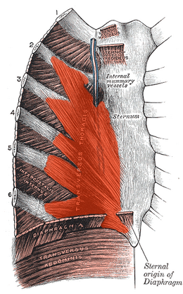 Transversus thoracis.png