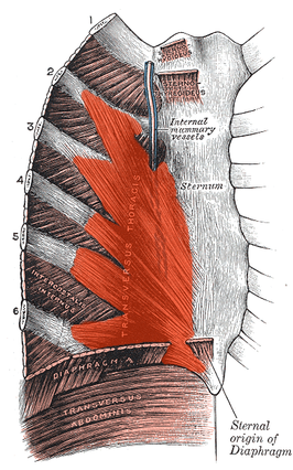 achteraanzicht van borstbeen en ribkraakbeendeen, met in rood musculus transversus thoracis.