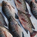 Live 'pla nin' on a table at a market near Mae On, Chiang Mai province