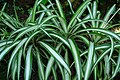 Chlorophytum comosum 'Vittatum'[5]