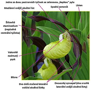 Stavba květu střevíčníku pantoflíčku (Cypripedium calceolus) z podčeledi Cypripedioideae