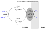 Vignette pour Navette du glycérol-3-phosphate