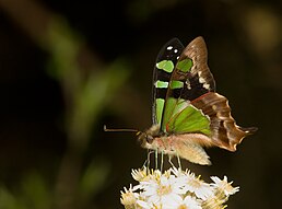 Graphium macleayanus