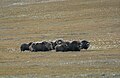 Musk Oxes