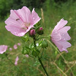 Smaržīgā malva (Malva moschata)