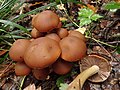 Psathyrella piluliformis