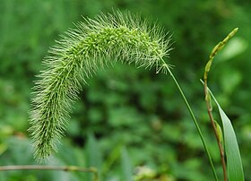 Setaria viridis