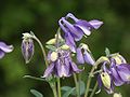 wšedna akelaja (Aquilegia vulgaris)