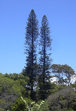 Araucaria columnaris