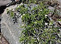 Bitter cherry espaliered against rock