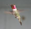 Anna's Hummingbird (male)