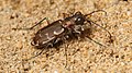 Cicindela