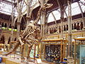 Iguanodon skeleton