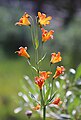 Alpine lily (Lilium parvum) flowerhead with leaf whorl