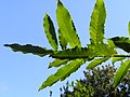 Leaves showing the sawtooth pattern