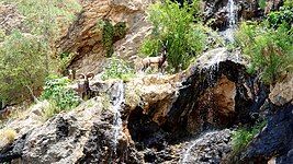 Statues of native animals of the Arjan and Parishan Protected Area