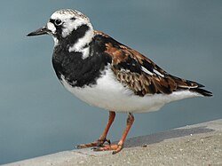 Arenaria interpres (rola-do-mar).