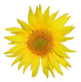 File:Tournesol.png