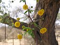 Acacia erioloba Sossusvlei, Namibia