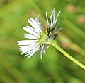 Coulters daisy (Erigeron coulteri) bracts