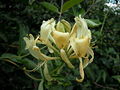 Lonicera periclymenum