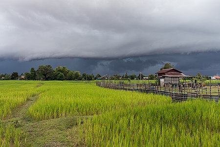 "Green_and_luminous_paddy_fields_under_dark_clouds,_in_Don_Det.jpg" by User:Basile Morin