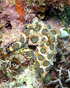 Greater blue-ringed octopus, Hapalochlaena lunulata.